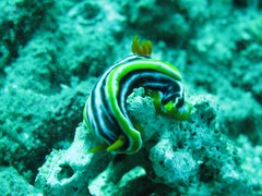 Chromodoris magnifica