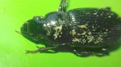 Carabidae