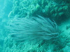 Ellisella ceratophyta