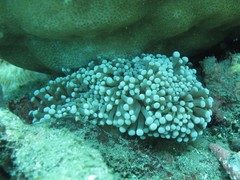 Euphyllia cristata