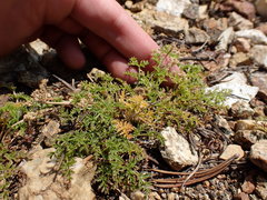 Cymopterus terebinthinus californicus