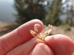 Cymopterus terebinthinus californicus