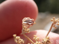 Cymopterus terebinthinus californicus