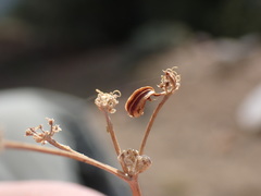 Cymopterus terebinthinus californicus