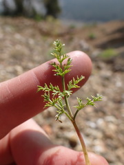 Cymopterus terebinthinus californicus