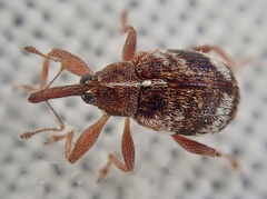 Anthonomus pedicularius