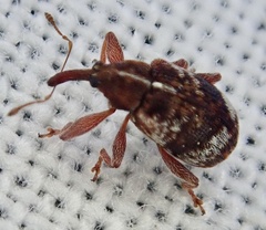 Anthonomus pedicularius