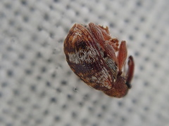 Anthonomus pedicularius