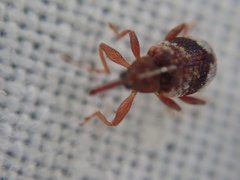 Anthonomus pedicularius