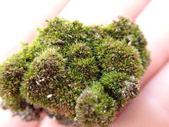 Grimmia alpestris