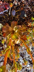 Gentianella impressinervia