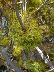 Misodendrum punctulatum