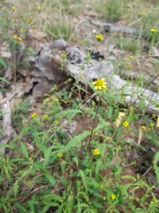 Sigesbeckia australiensis