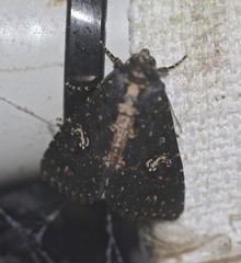 Condica dolorosa