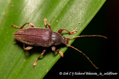 Bolbostetha