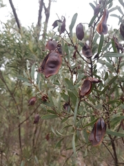 Acacia kybeanensis