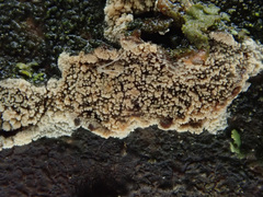 Lyomyces crustosus