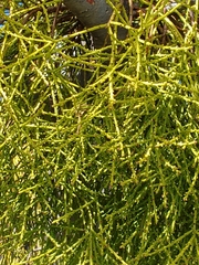 Misodendrum punctulatum