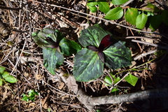 Trillium kurabayashii