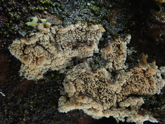 Lyomyces crustosus
