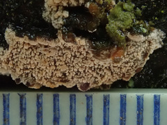 Lyomyces crustosus