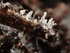 Antinoa juniperinella