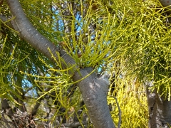 Misodendrum punctulatum