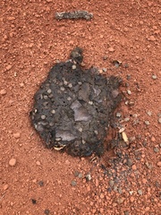 Chrysocyon brachyurus