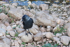 Corvus monedula