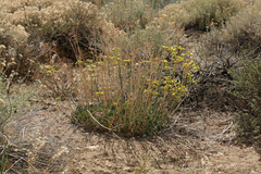 Eriogonum nudum westonii