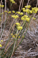 Eriogonum nudum westonii