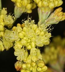 Eriogonum nudum westonii