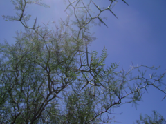 Prosopis pugionata