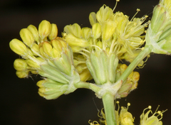 Eriogonum nudum westonii