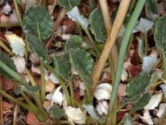 Eriogonum nudum westonii