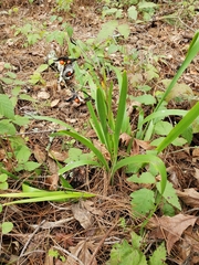 Iris foetidissima
