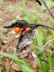 Iris foetidissima