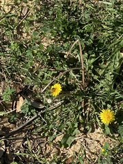 Apis mellifera