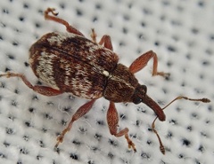 Anthonomus pedicularius