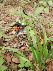 Iris foetidissima