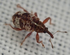 Anthonomus pedicularius