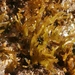 photo of Red Algae (Rhodophyta)