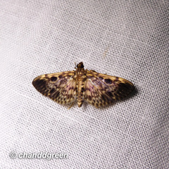 Rhimphaliodes macrostigma