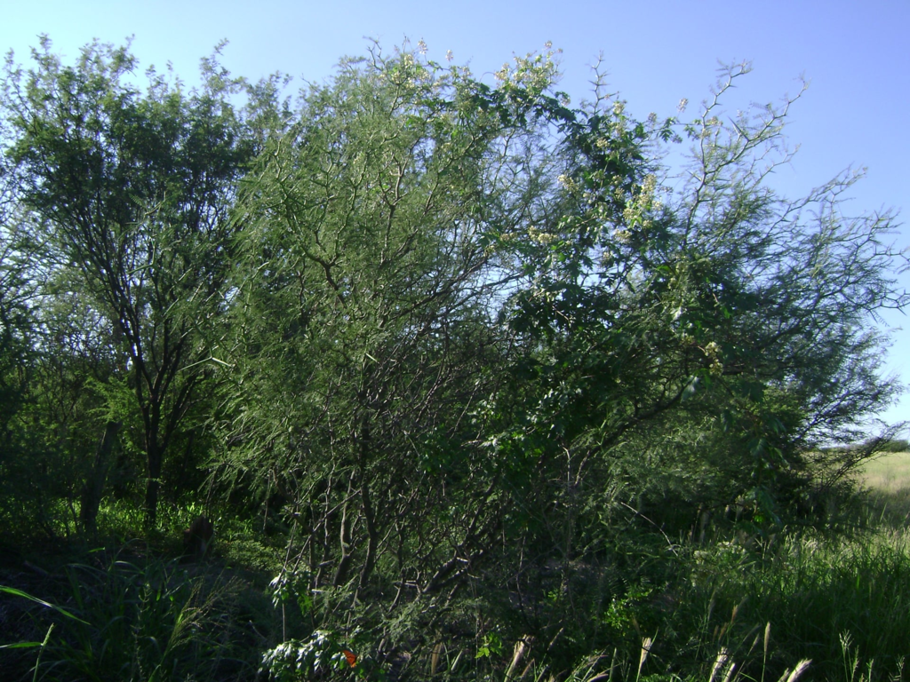 Prosopis pugionata Burkart 4