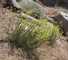 Eriogonum nudum westonii
