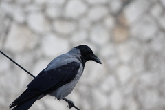 Corvus cornix