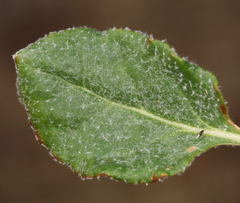 Eriogonum nudum westonii