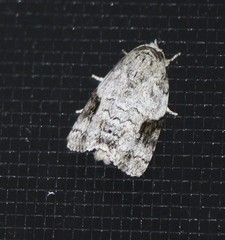 Blenina lichenopa