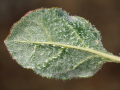 Eriogonum nudum westonii