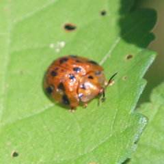 Laccoptera impressa